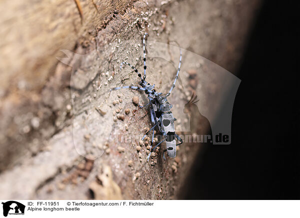 Alpenbock / Alpine longhorn beetle / FF-11951