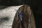 Alpine longhorn Beetles