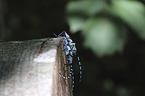 Alpine longhorn Beetles