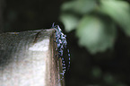 Alpine longhorn Beetles