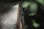 Alpine longhorn Beetle