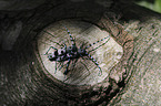 Alpine longhorn Beetles