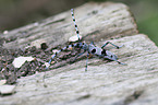 Alpine longhorn Beetle