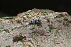 Alpine longhorn Beetle