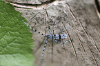 Alpine longhorn Beetle