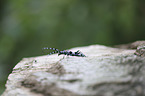 Alpine longhorn Beetle