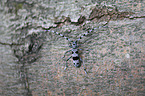 Alpine longhorn Beetle