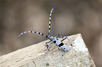 Alpine longhorn Beetle