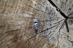 Alpine longhorn Beetle