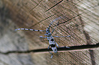 Alpine longhorn Beetle