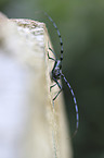 Alpine longhorn Beetle