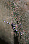 Alpine longhorn Beetle