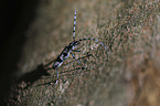 Alpine longhorn Beetle