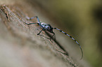 Alpine longhorn Beetle