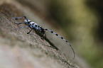 Alpine longhorn Beetle