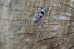 Alpine longhorn Beetle