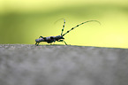 Alpine longhorn Beetle