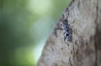 Alpine longhorn Beetle