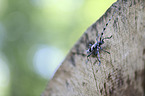 Alpine longhorn Beetle