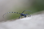 Alpine longhorn Beetle