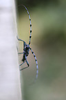 Alpine longhorn Beetle