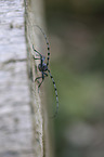 Alpine longhorn Beetle