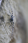 Alpine longhorn Beetle