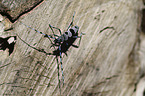 Alpine longhorn Beetle