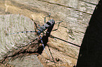 Alpine longhorn Beetle