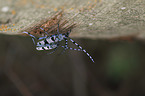 Alpine longhorn Beetles