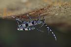 Alpine longhorn Beetles