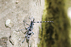 Alpine longhorn Beetle