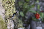 Alpine longhorn Beetle