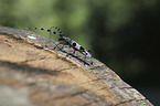 Alpine longhorn Beetle