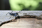 Alpine longhorn Beetle