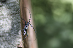 Alpine longhorn Beetle