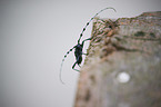 Alpine longhorn Beetle