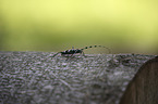 Alpine longhorn Beetle