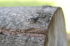 Alpine longhorn Beetle