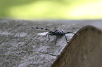 Alpine longhorn Beetle