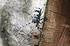 Alpine longhorn Beetle