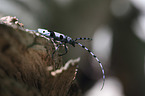 Alpine longhorn Beetle