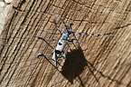 Alpine longhorn Beetle