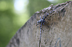 Alpine longhorn Beetle