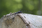 Alpine longhorn Beetle