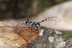 Alpine longhorn beetle