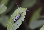 Alpine longhorn beetle