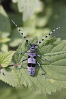 Alpine longhorn beetle