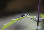 Alpine longhorn beetle