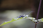 Alpine longhorn beetle